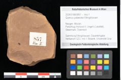 Foto (Objekt + Etikett) von Quercus palaeoilex Ettingshausen (NHMW-GEO-2024-0188-0857)